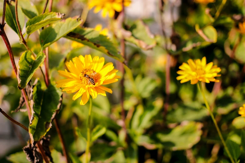 sunflowers with large leaves and green stems in the foreground