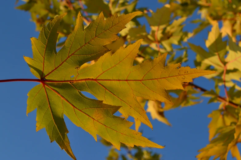 a leaf that has just taken off of a tree