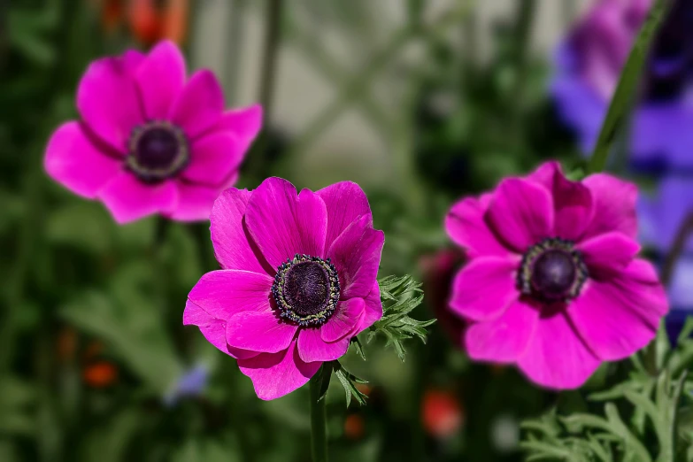 purple flowers sit in the middle of tall grass