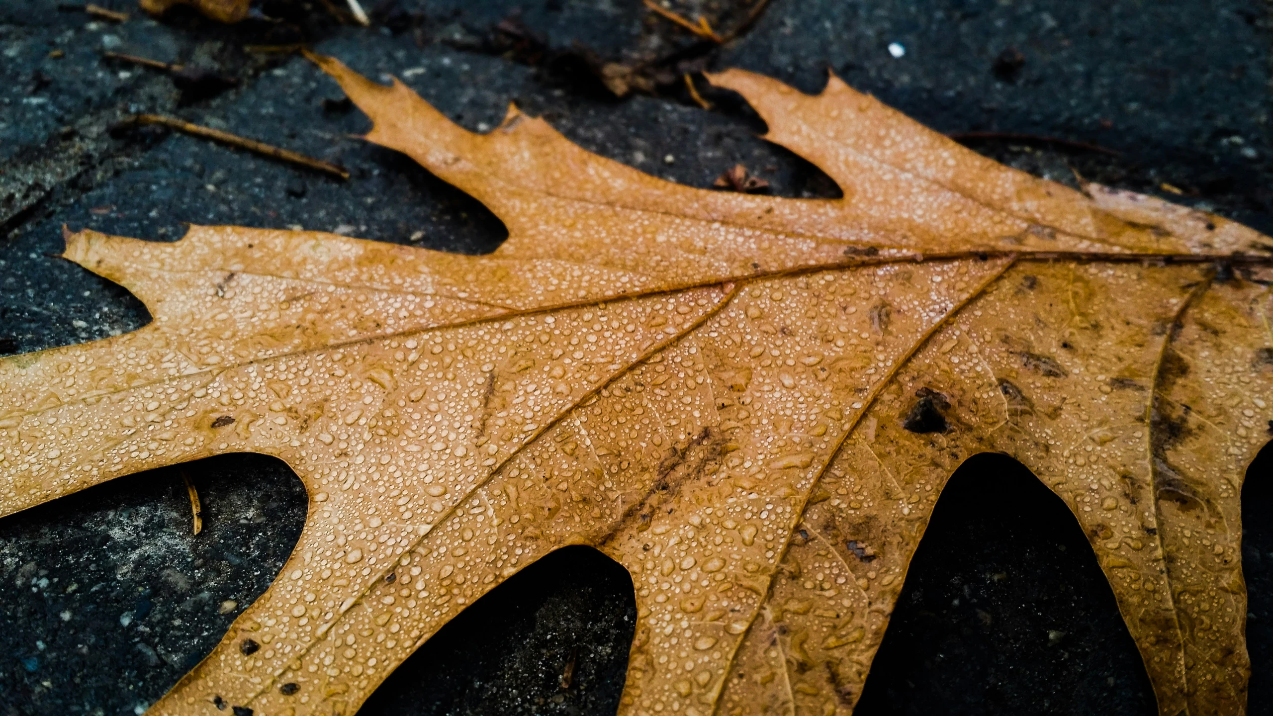 a leaf sitting on the pavement next to the ground