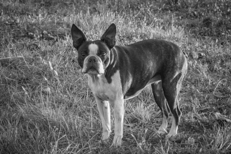 a dog stands in the grass with an alert look