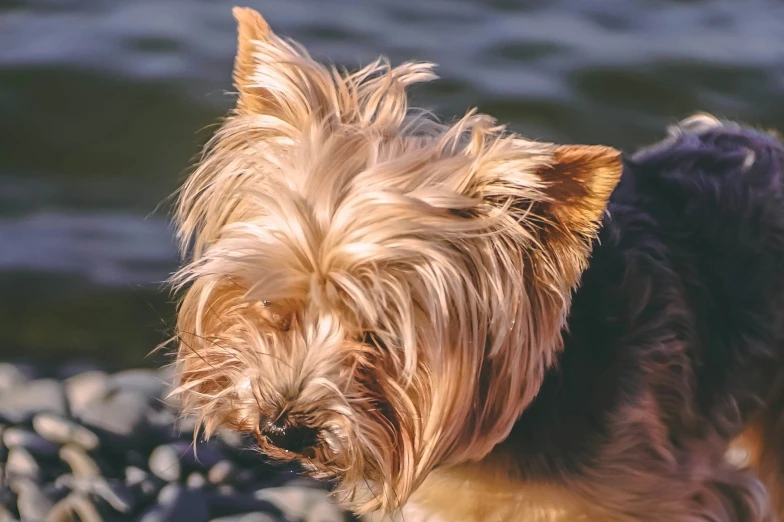 the dog is standing on rocks near the water