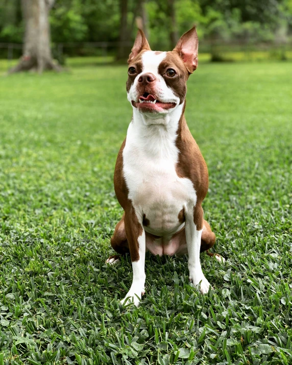 a small boston terrier sits in the green grass