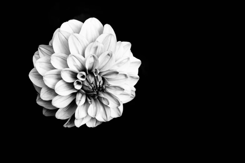 a black and white pograph of a flower in a dark room