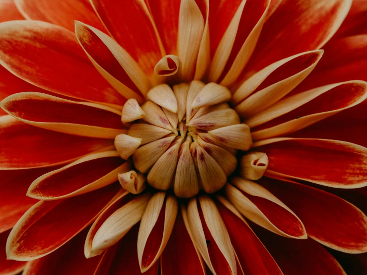 the center of a red and white flower