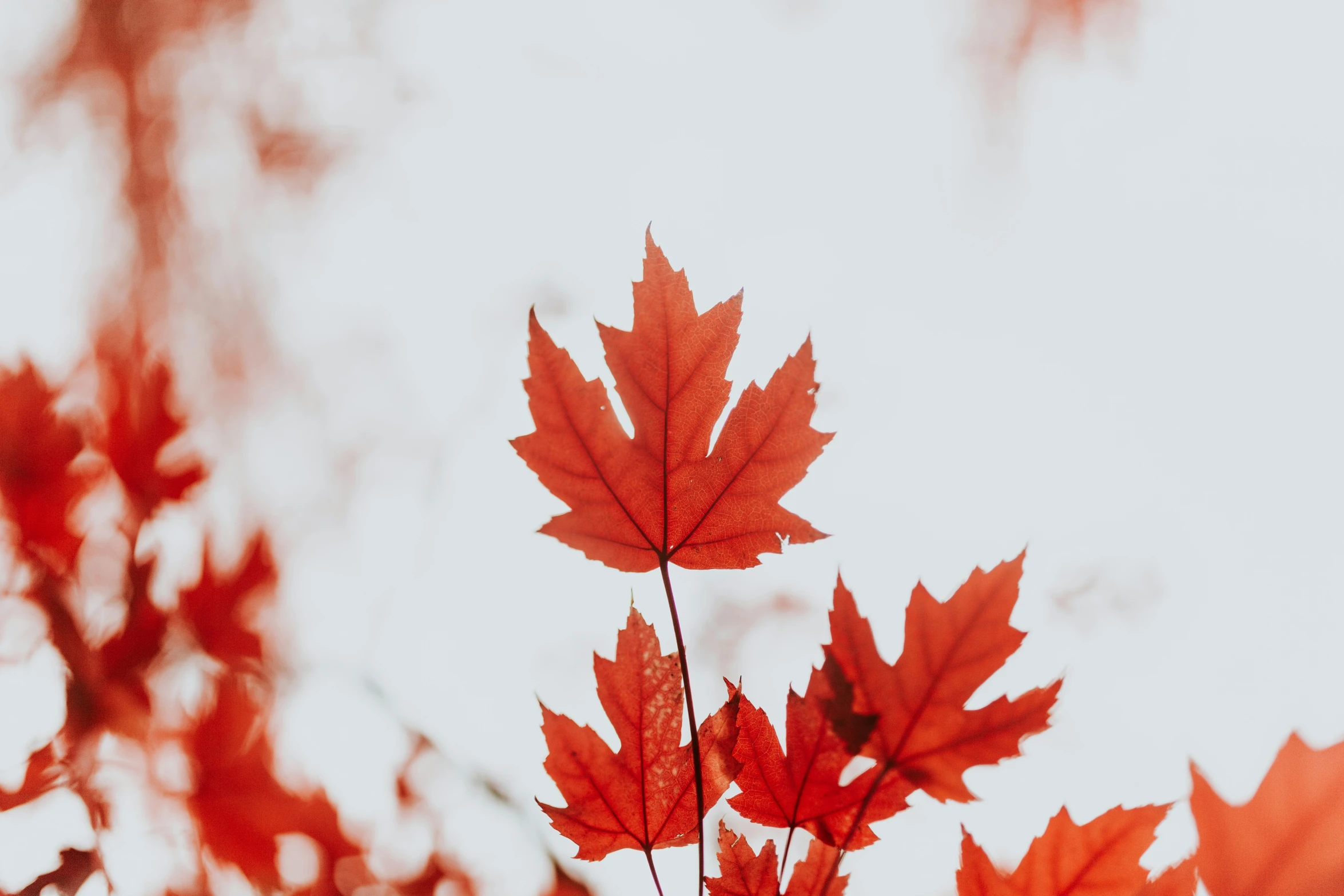 the red leaves are shining on the tree nch