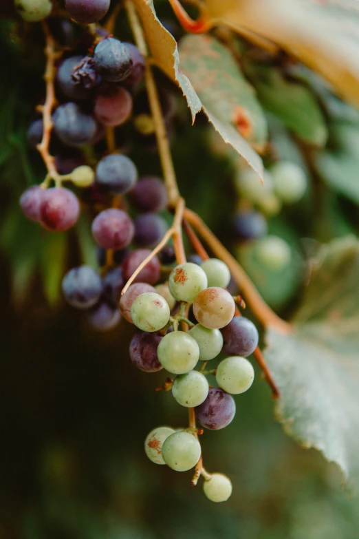 berries are hanging from the nch of a tree