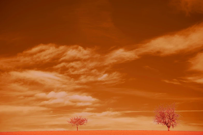 a couple of trees that are sitting in the middle of a field