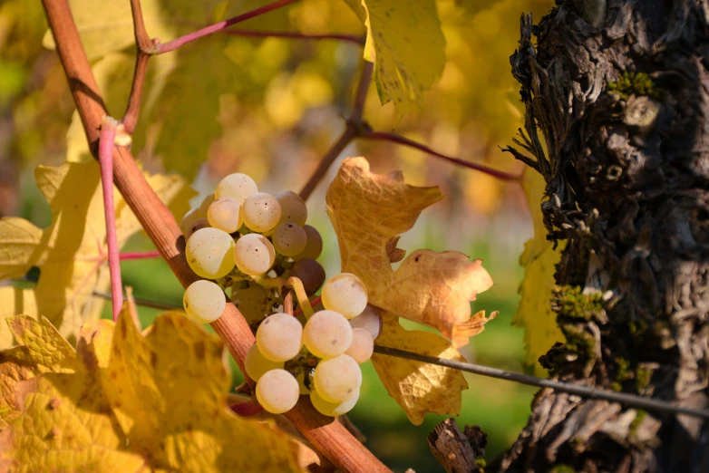 a small cluster of white gs on a tree