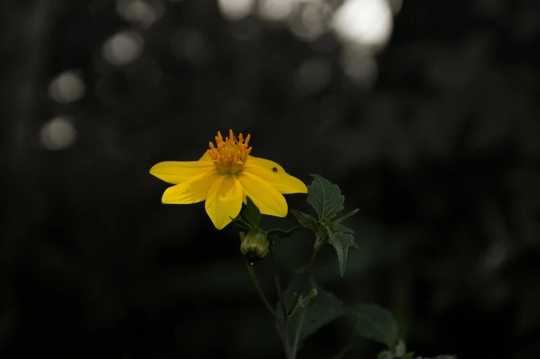 a yellow flower with an open center near a tree