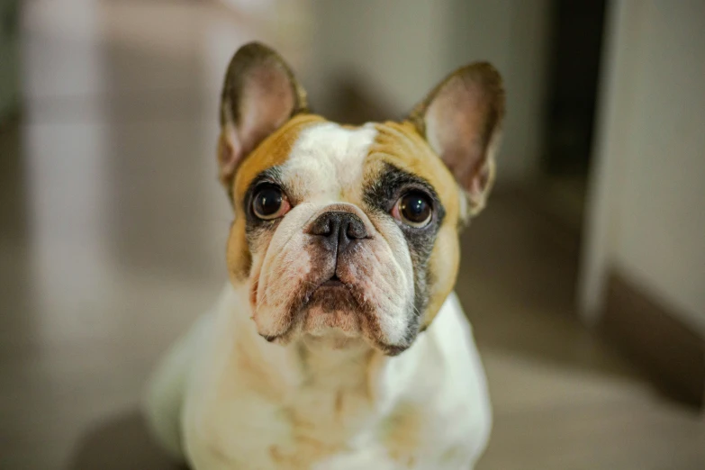 a brown and white dog on floor next to door