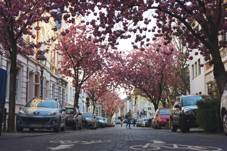 a street is lined with parked cars and trees