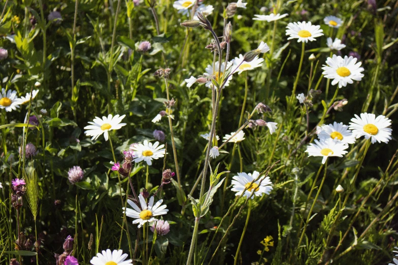 a field of grass and some white flowers