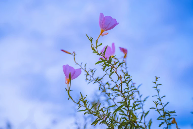 a nch with purple flowers against a blue sky