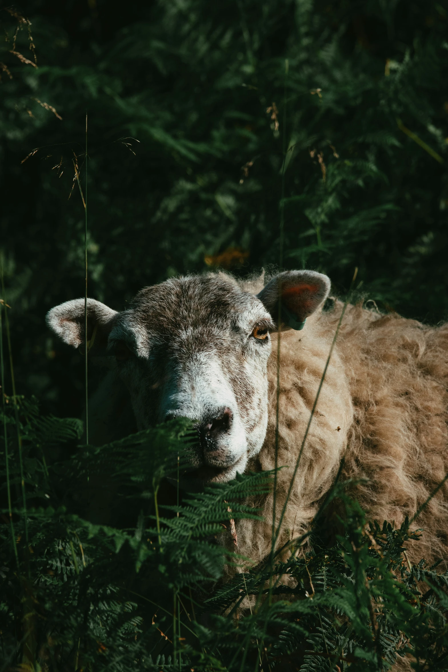 a large white sheep laying on top of a grass field