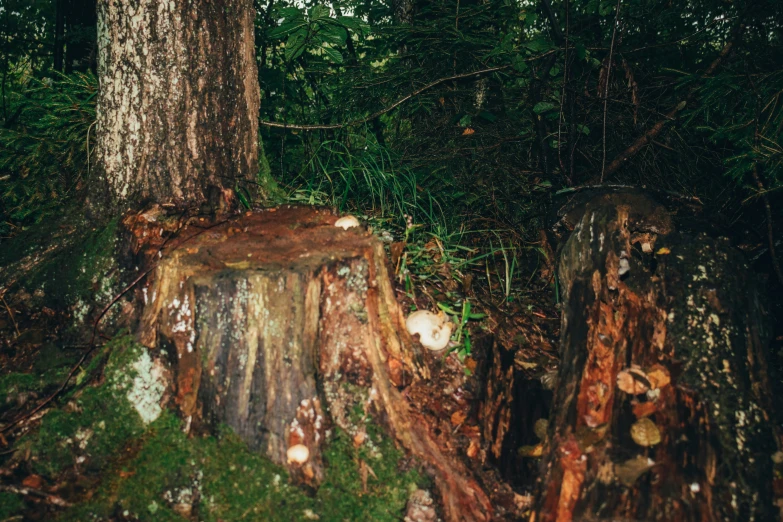 the large tree stump has been grafted and decaying