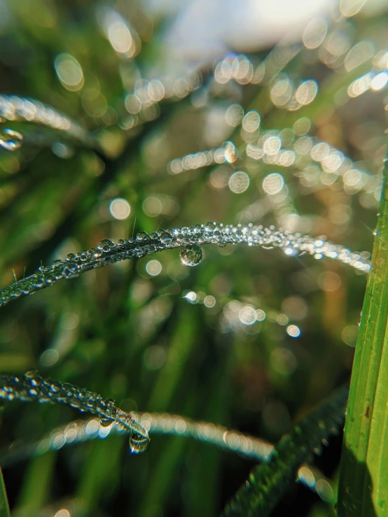 water droplets on a grass stem in a sunny, summer day