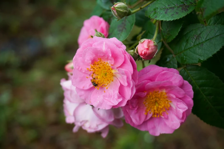 three pink flowers with a green leafy background