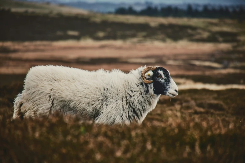 an animal with horns standing on a lush green hillside