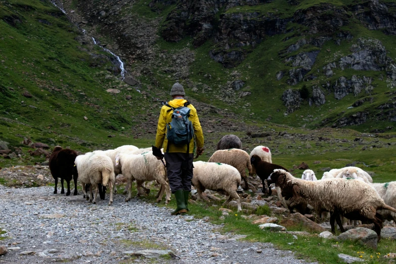 a man walks in front of a flock of sheep