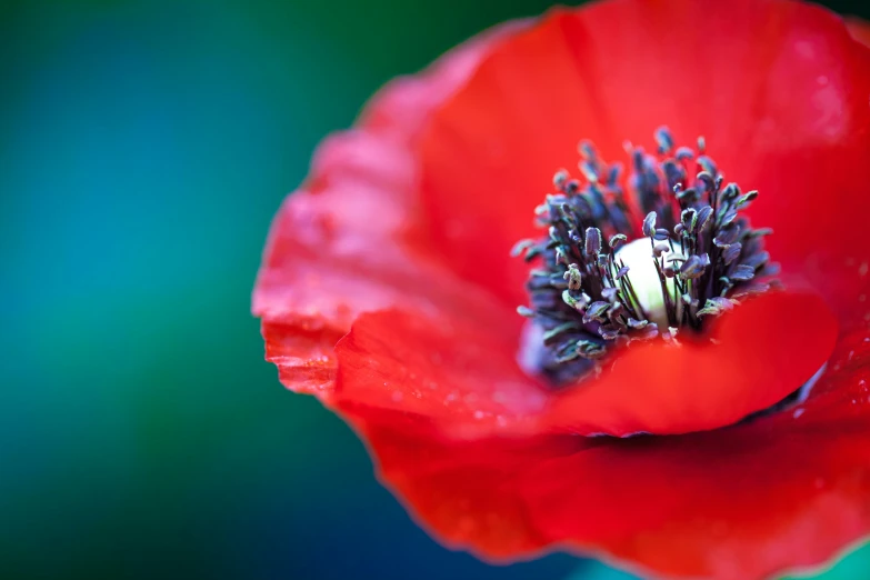 a red poppy is a good spot for any green thing