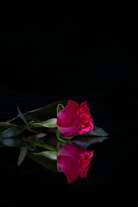 pink roses with their reflections on the water surface