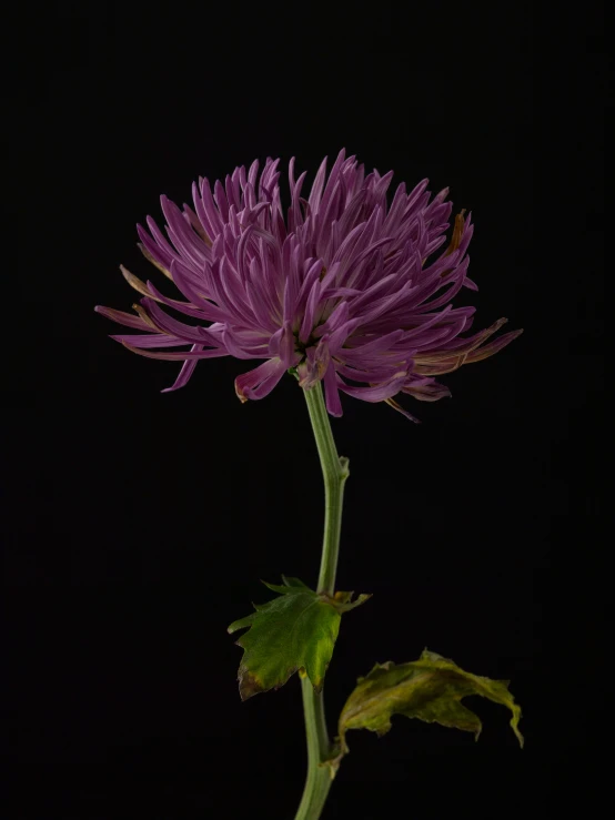 a flower is illuminated by the dark sky