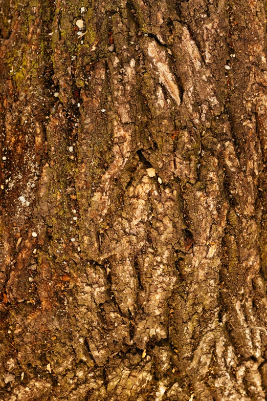 a small bird sitting on top of a tree