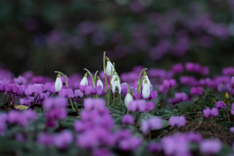 purple flowers in the foreground and green foliage in the background