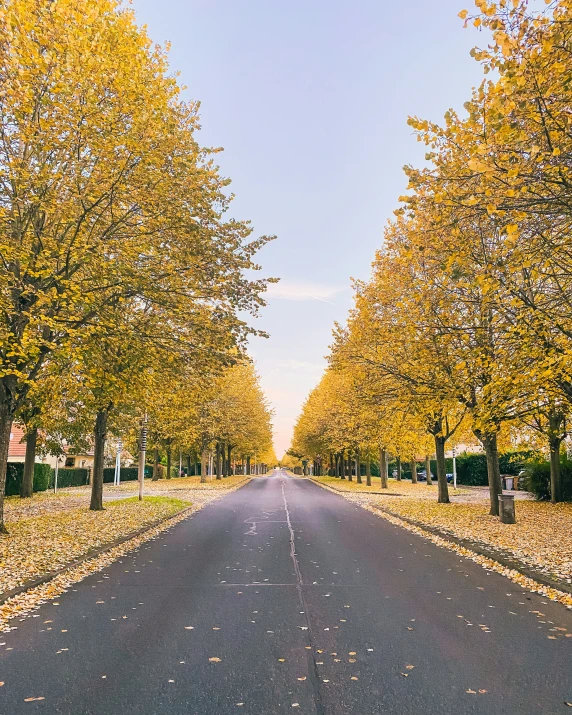 a wide road with trees lining both sides and a line of trees along side