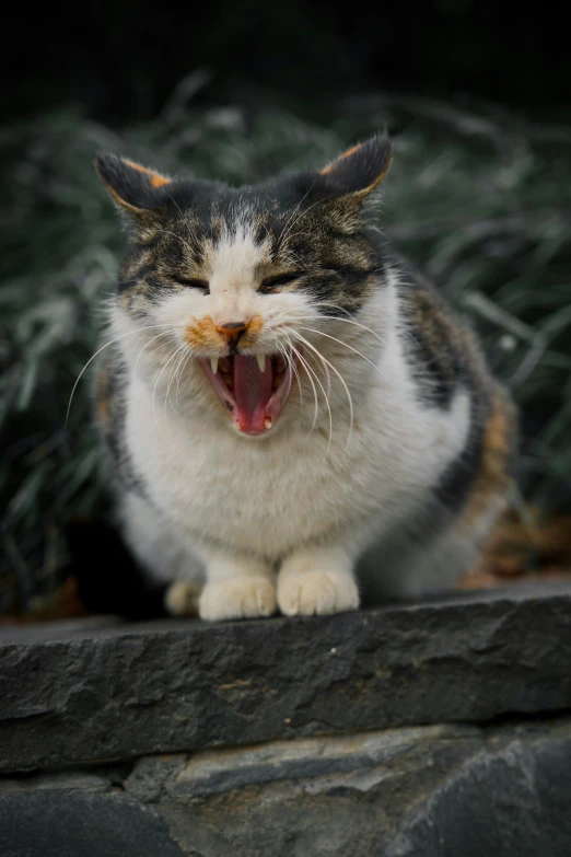 a very cute cat making a face with its mouth open