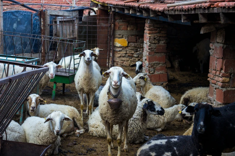 some white and black sheep a brick wall and a green table