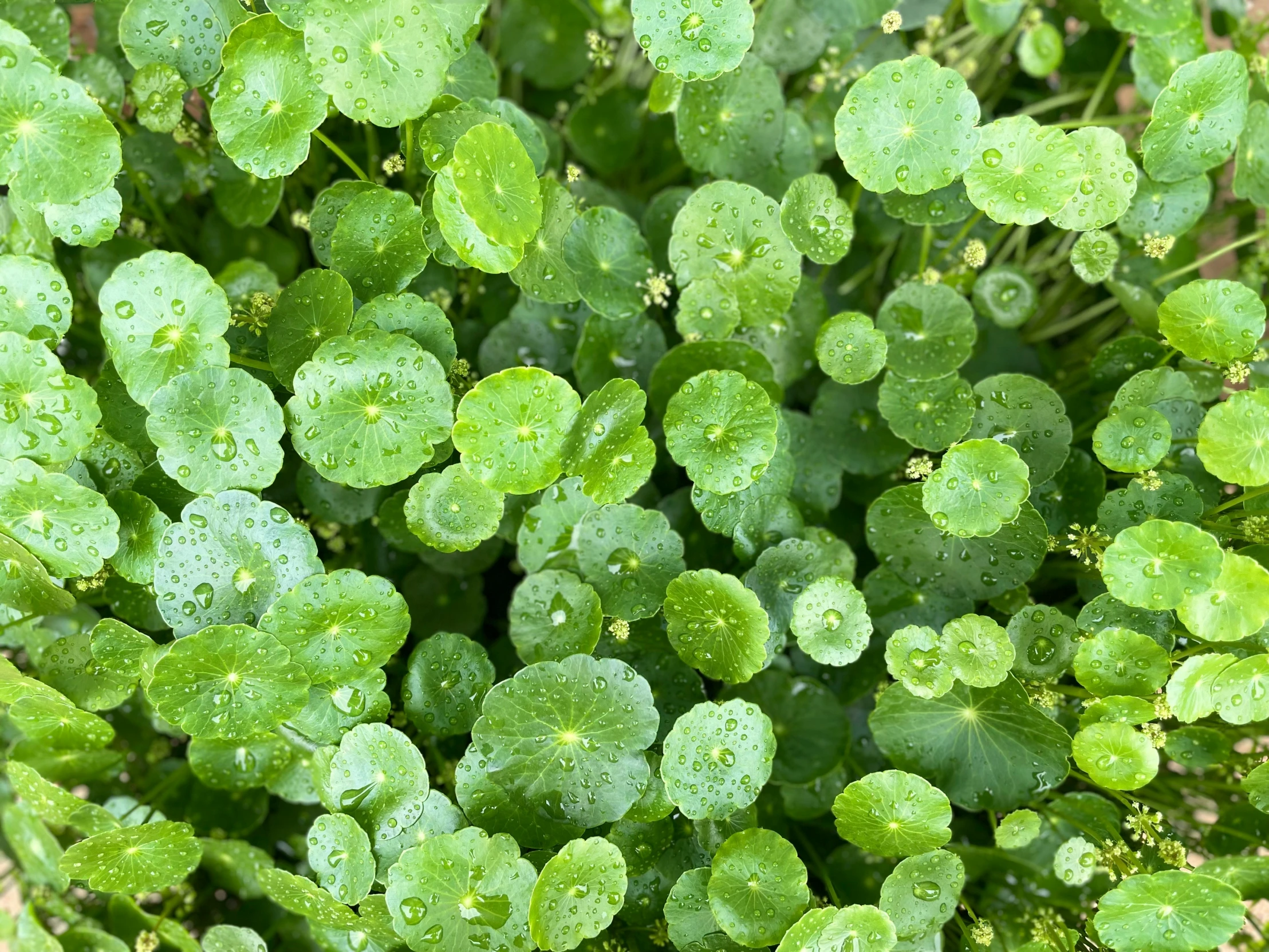 a close - up po of the leaves and flowers on a plant