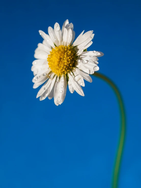 the white flower with yellow center is a stalk