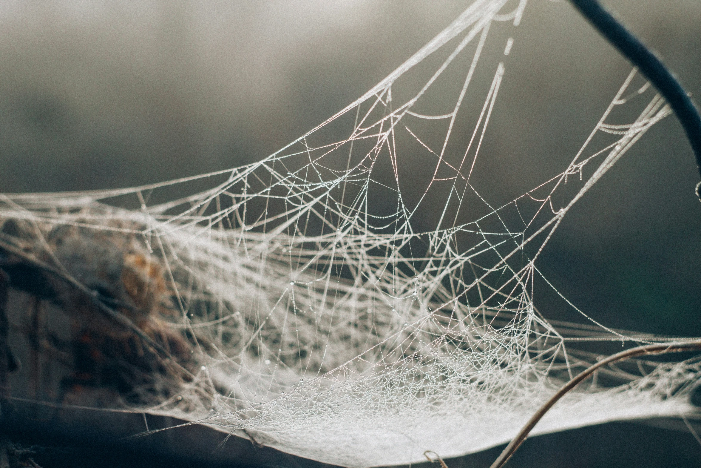 a spider web hanging off of a leaf