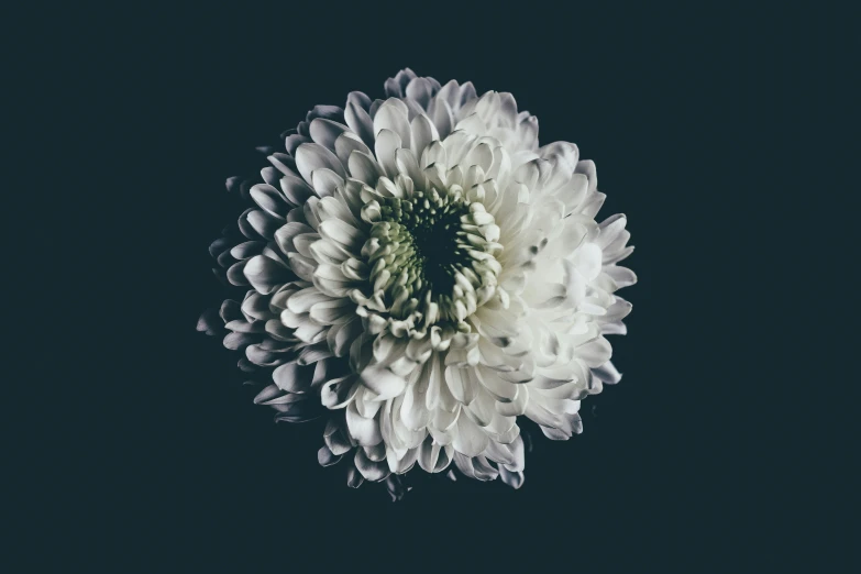 an old fashioned po of a large white flower