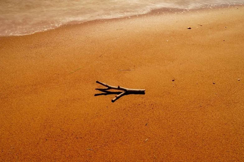 a nch of tree lying on the shore line