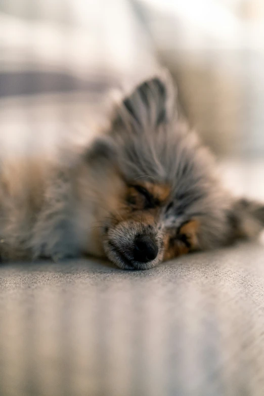 the small dog is asleep on the wooden floor