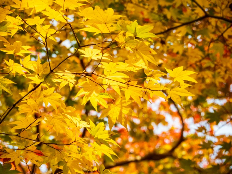 a close up of leaves on a tree