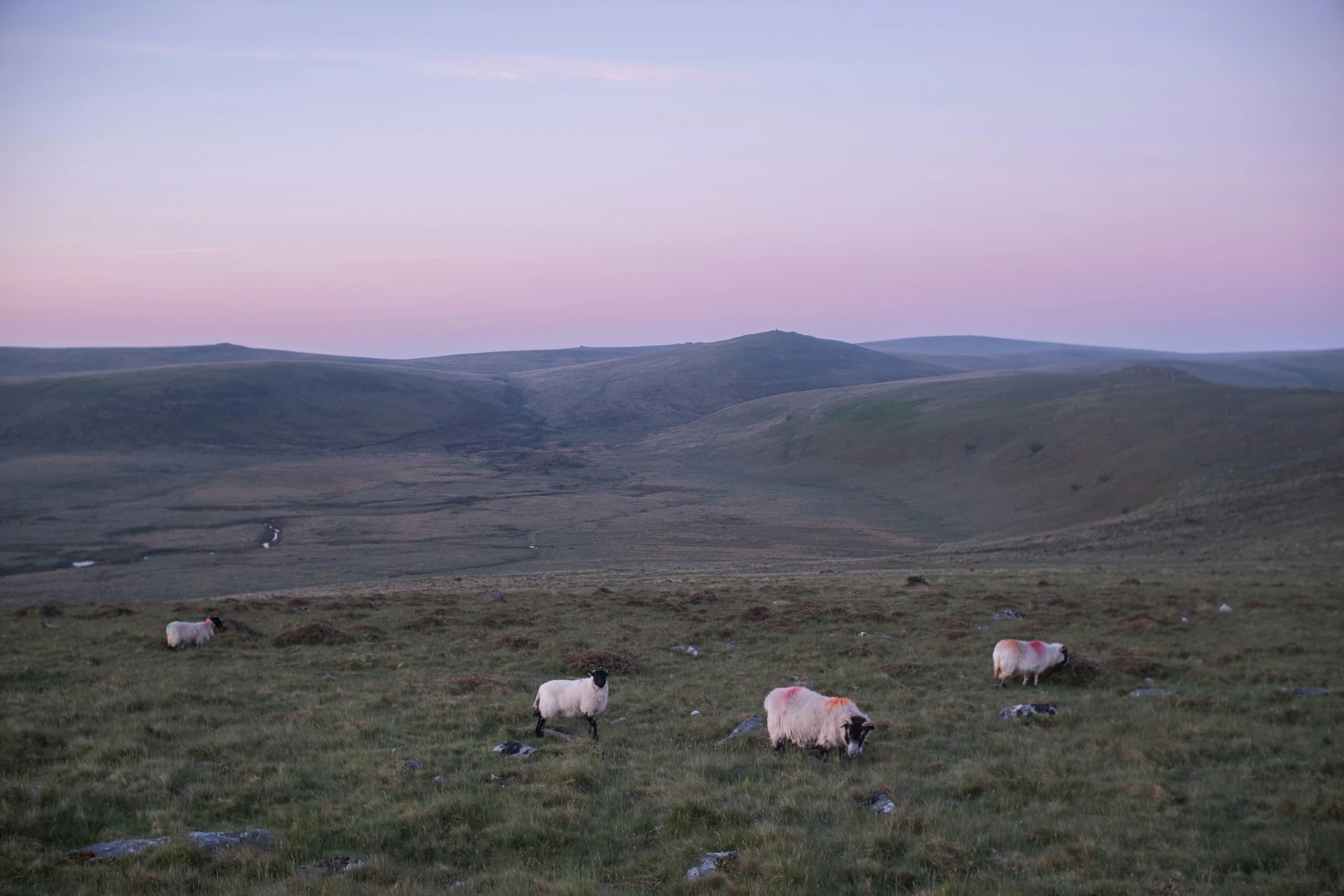 five sheep in the pasture grazing at sunset