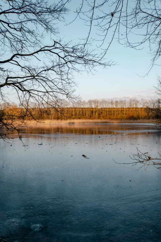 two ducks swimming in a body of water under some bare trees