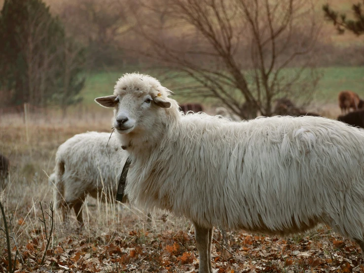 three sheep are standing in a grassy field