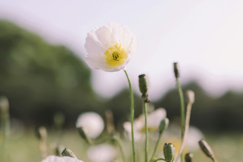 some white flowers in a grassy field