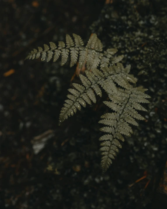 a plant with some leaves is standing on the ground