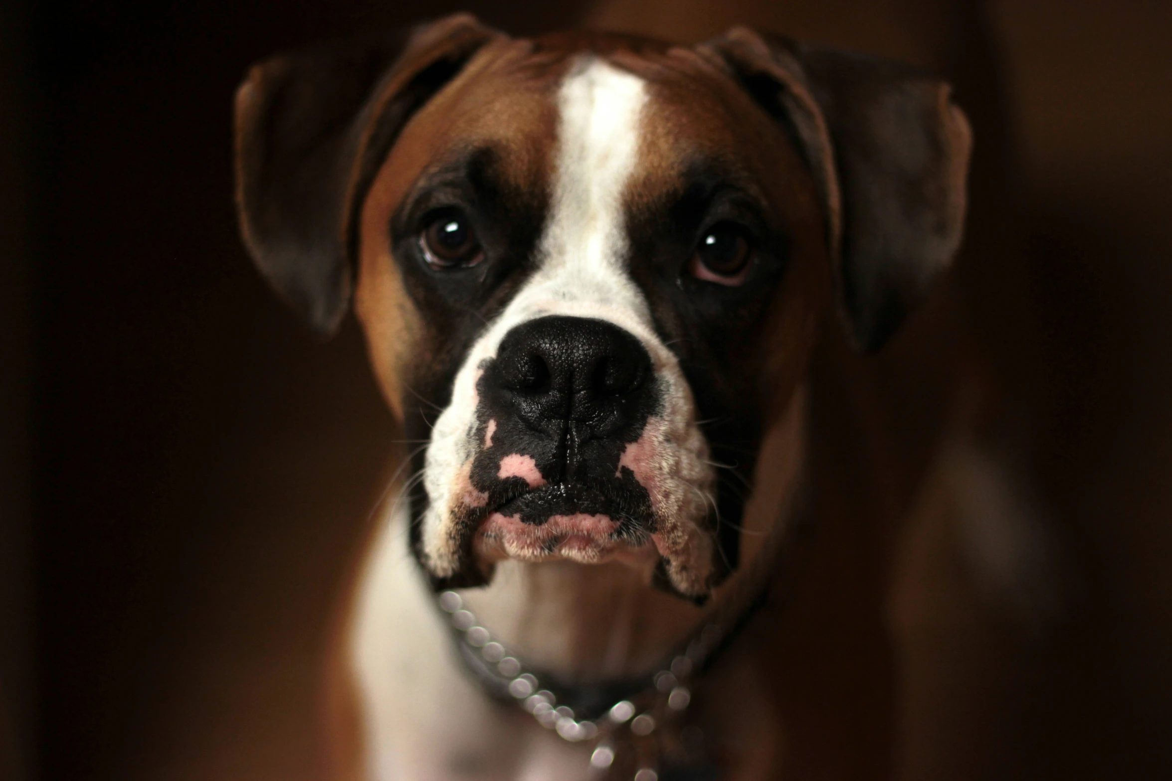 a boxer dog looks at the camera