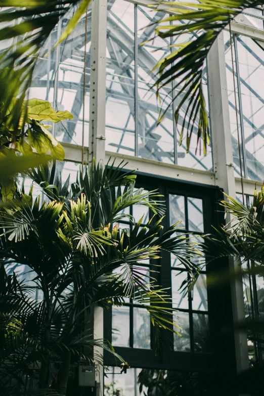 plants in greenhouse with metal frame wall and white ceiling