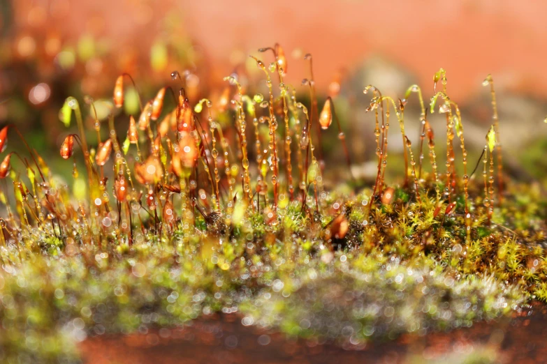 an outdoor po shows moss and other weeds