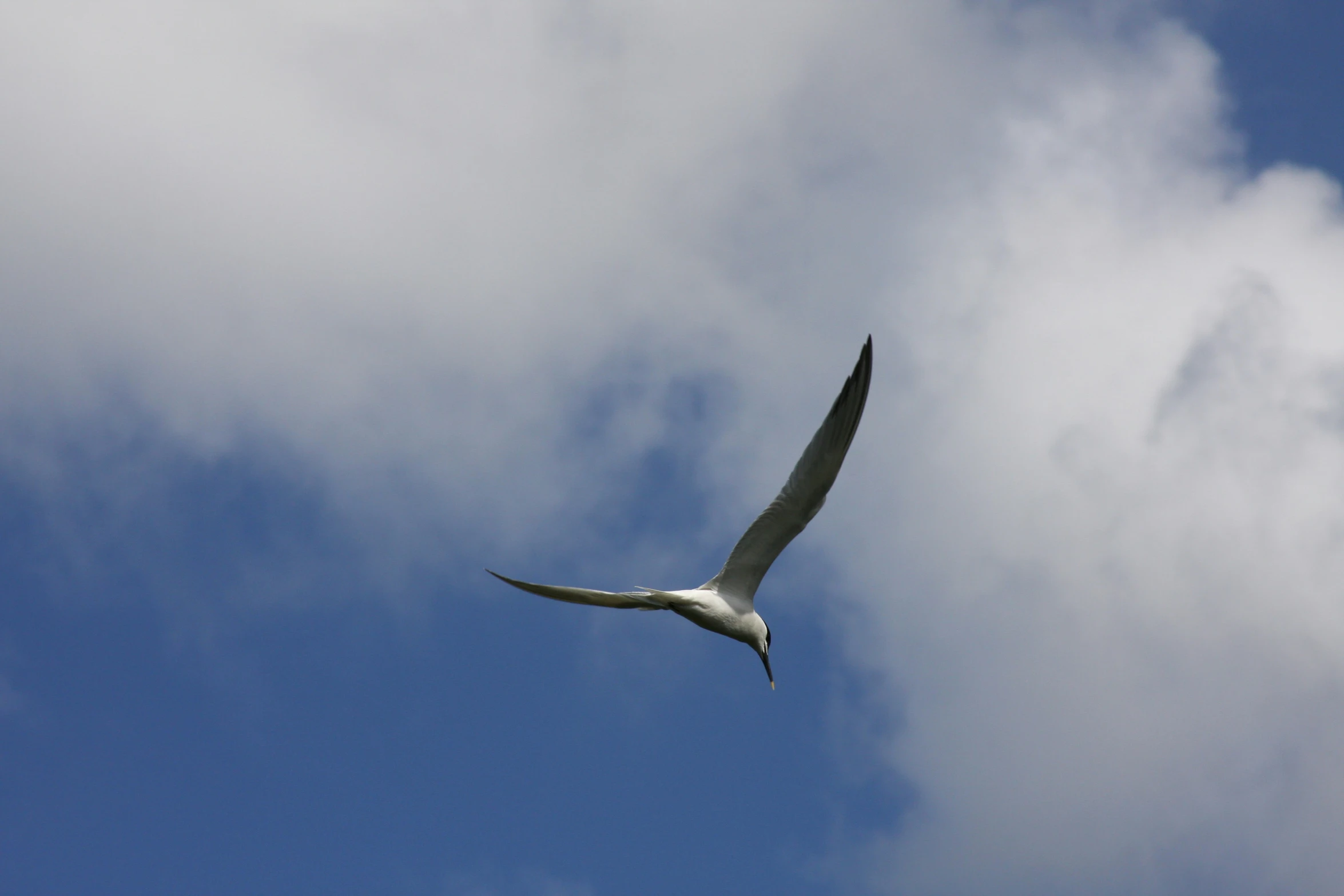 a large bird soaring through a cloudy sky