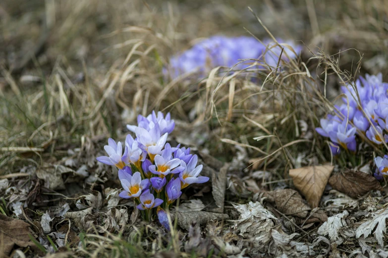 a couple of purple flowers sitting on the ground