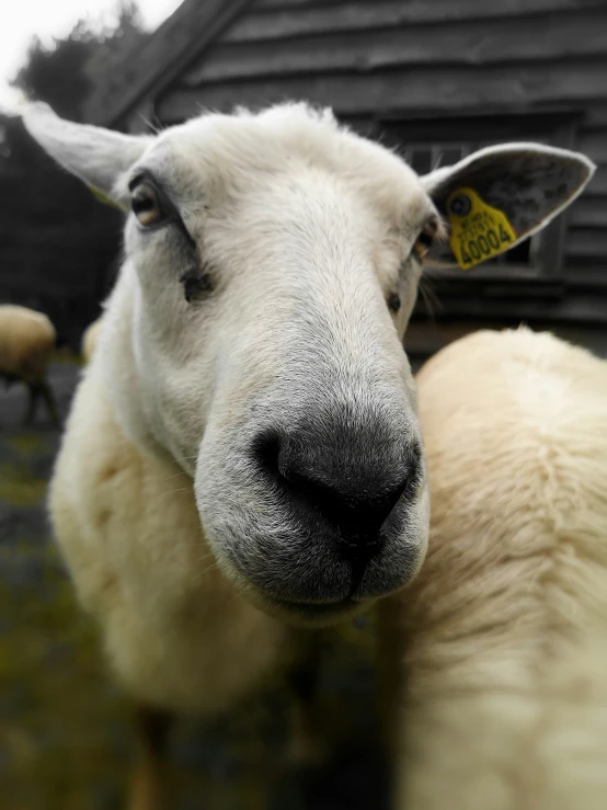 a sheep has soing on its head in the grass